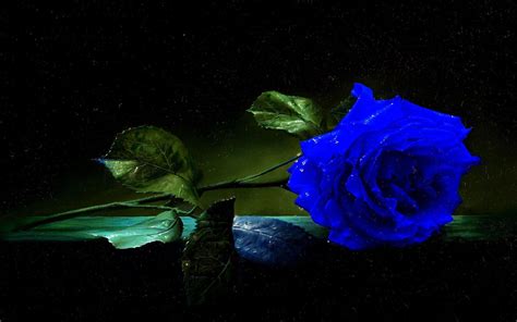 Blue Rose Pic Hd Blue Rose Best Hd Wallpaper 34455 Bodhywasuhy