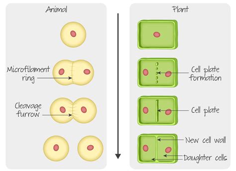 Cell Biology Dp Biology Ib Recap
