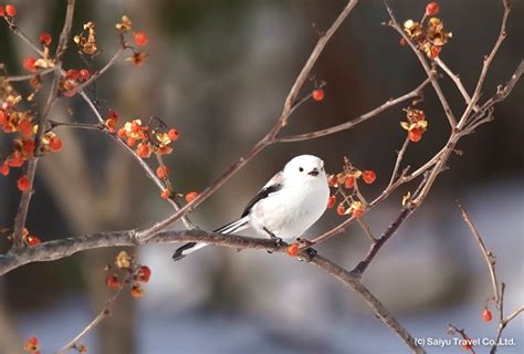 Eastern Hokkaido Winter Wildlife Photography Special Saiyu Travel