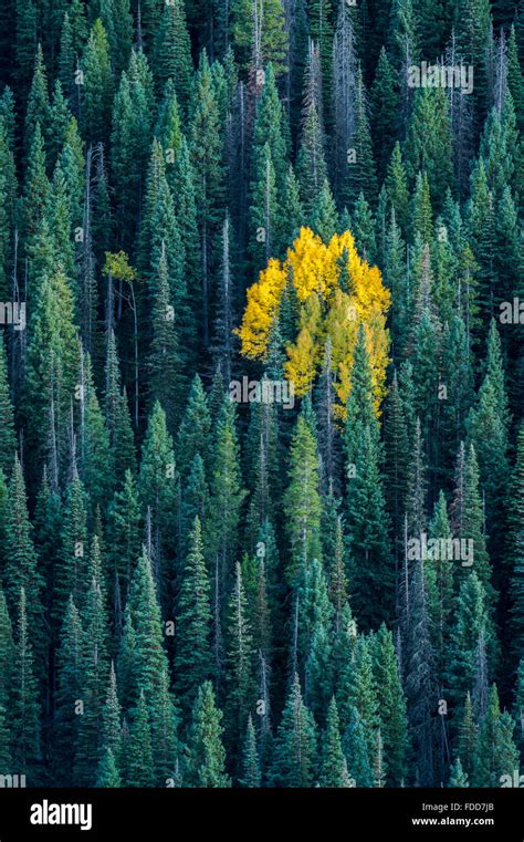 Single Aspen Tree Surrounded By Pine Forest Stock Photo Alamy