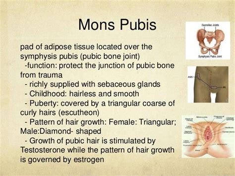 Anatomy Of Male Pubic Area Groin Diagram Pubic Bodheewasuep