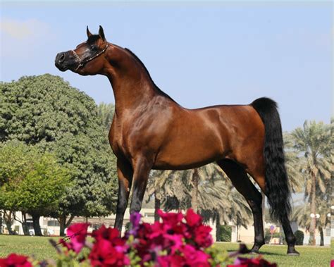 Albidayer Stud Arabian Horses Stallions Farms Arabians Horses
