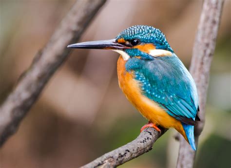 Hummingbird Vs Kingfisher All Differences Explained Animallot