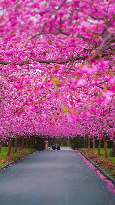 Conveniently organized in many categories, you'll find images of many styles and topics. Wallpaper trees, 4k, 5k wallpaper, sakura, spring, Nature ...