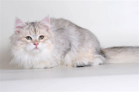 New Year With New Siberian Colors Bimetallic Siberians Croshka Siberians