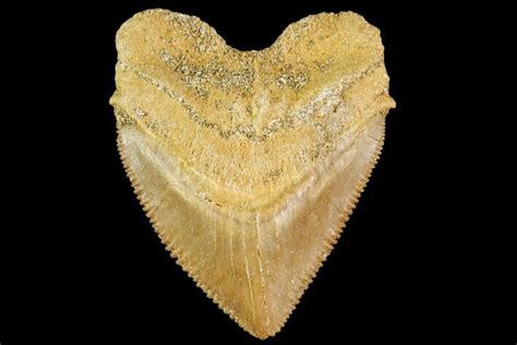 149 Fossil Crow Shark Squalicorax Tooth Morocco 110089 For Sale