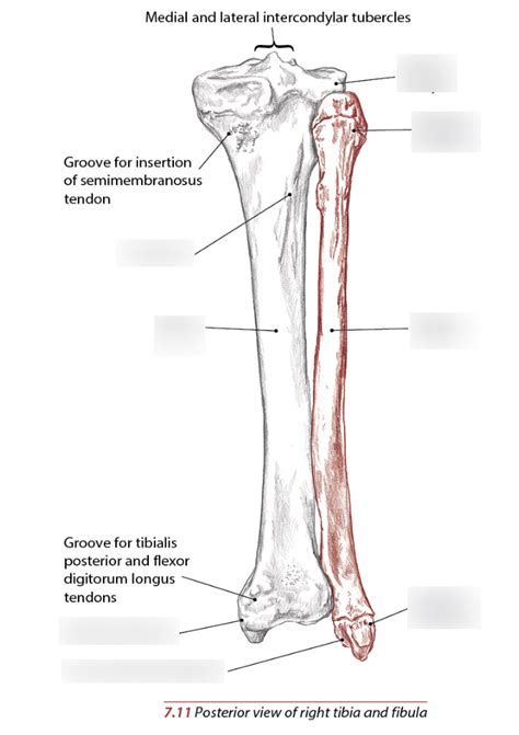 Bony Anatomy Tibia And Fibula Posterior View Diagram Quizlet
