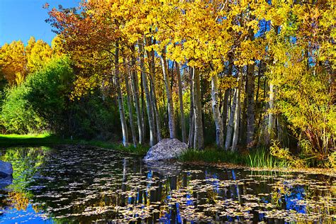 Fall Pond In Mammoth Photograph By Lynn Bauer