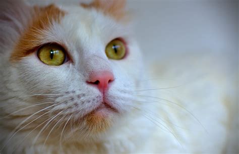 Turkse Van Alles Over Kattenrassen De Nieuwe Kat