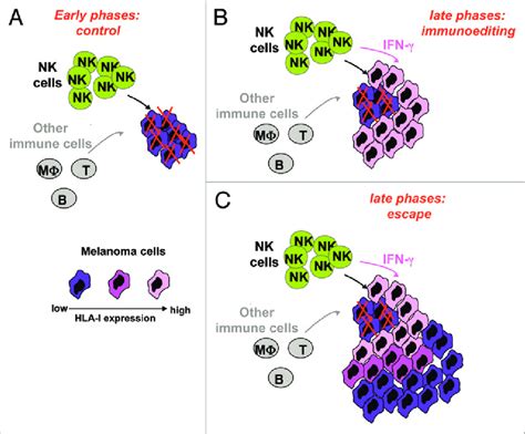 Schematic Representation Of NK Cell Mediated Melanoma Immunoediting Download Scientific