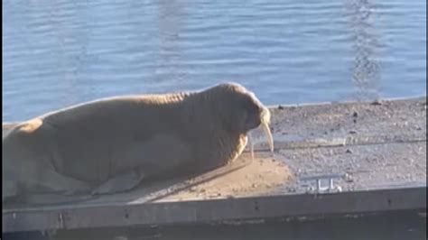 Thor The Walrus Appears In Northumberland After Cancelling Scarborough