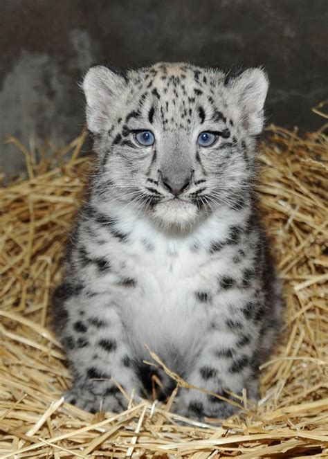 Snow Leopard Cub Born At Brookfield Zoo Baby Snow Leopard Snow