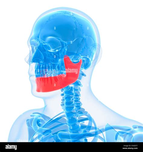 Lower Jaw Bone High Resolution Stock Photography And Images Alamy