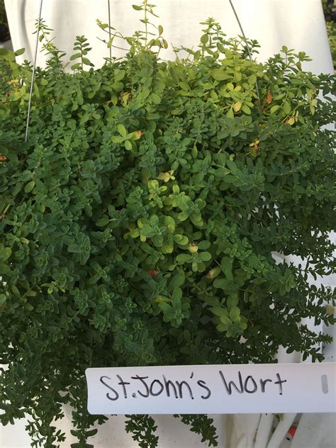 Check spelling or type a new query. Pin by Bench Farms State Route 2 on Herbs | St johns wort ...