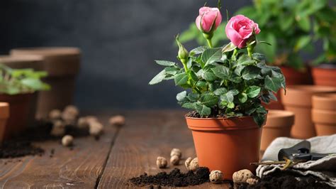 How To Care For Mini Roses 17 Miniature Roses Growing Tips