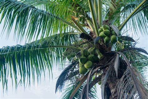 Coconut Tree And Coconut Fruits Hanging On Tree View From Under Stock
