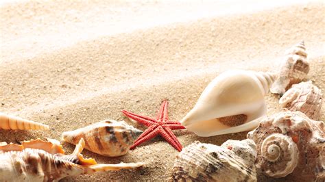 41 Seashells On The Beach Wallpaper