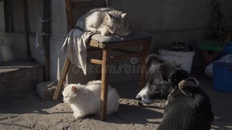 Homeless Cats And Dogs Rest Together On A Dirty Street Stock Video