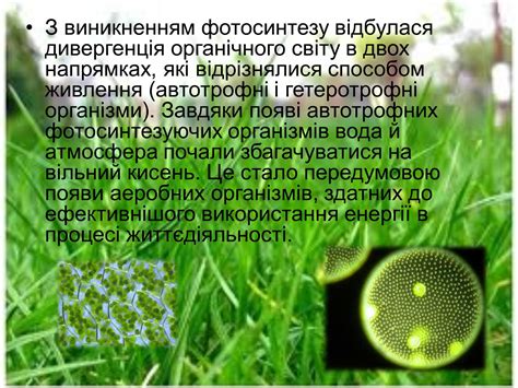 Презентація на тему Космічна роль зелених рослин — презентації з ...