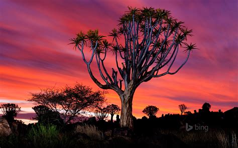 In The Devastatingly Harsh Southern Wilderness Of Namibia Quiver Trees