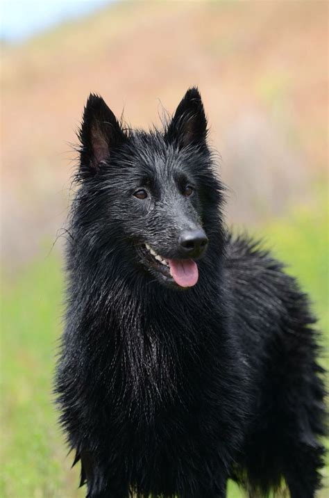 Belgian Groenendale Herding Dogs Belgian Shepherd Dog Breeds