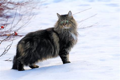 Noorse Boskat Complete Rasbeschrijving Katten Wereld