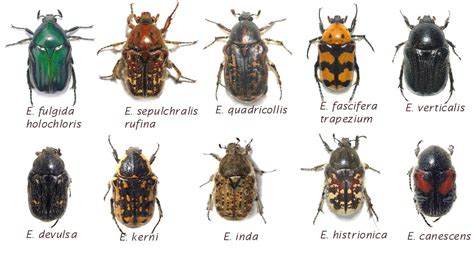 Arizona Beetles Bugs Birds And More The Euphoria Species Of Arizona