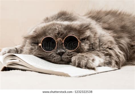 Cat Glasses Reading Book Stock Photo 1232322538 Shutterstock