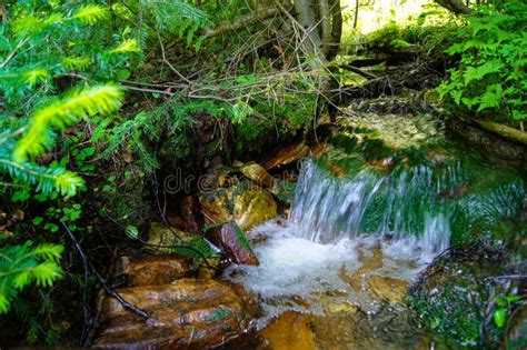 Forest Mountain Stream Stock Photo Image Of Forrest 82919156