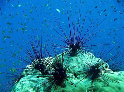 Sea Urchins Can See Just Fine With Their Feet