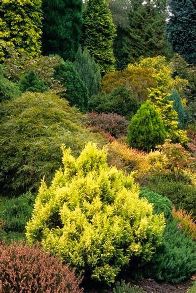 Conifers are trees or bushes which are typically evergreen all year round. the garden: Conifer Gardens