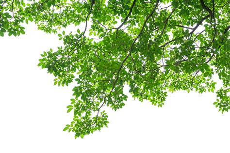 Green Leaves And Branches Trendy Fototapet Photowall
