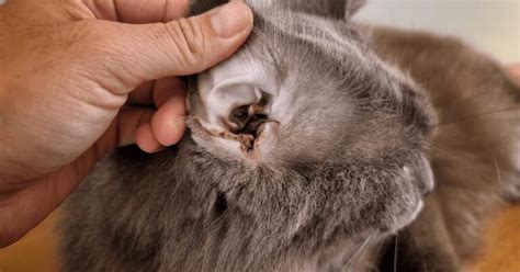 Telltale Signs Of Ear Mites In Cats — Pumpkin®