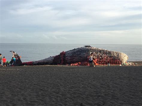 This Dead Whale Sculpture In The Philippines Will Remind