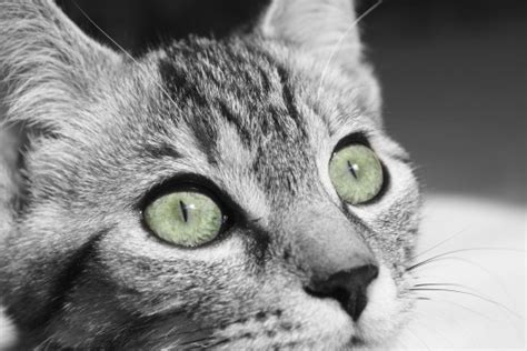 Free Images Black And White Portrait Feline Black Cat Closeup