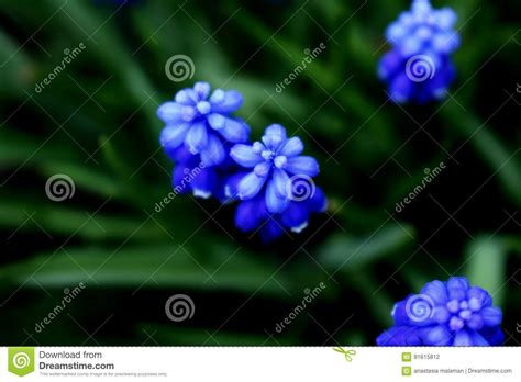 Blue Spring Flowers Stock Photo Image Of Garden Flowers 91615812