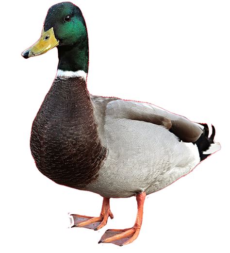 Cute Duck Png Transparent Png Image Pngnice