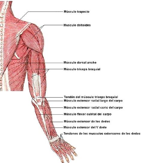 Anatomìa Mùsculos Del Miembro Superior