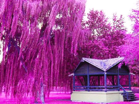 Images Of Violet Willow Tree Park 8x10 Fine Art Photography 3000