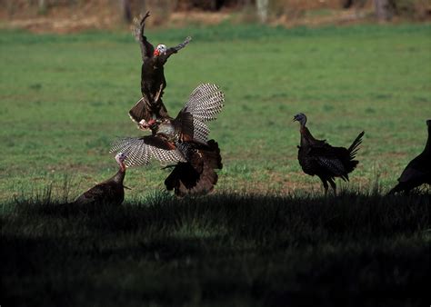 Spring Turkey Hunting Wallpaper Wallpapersafari