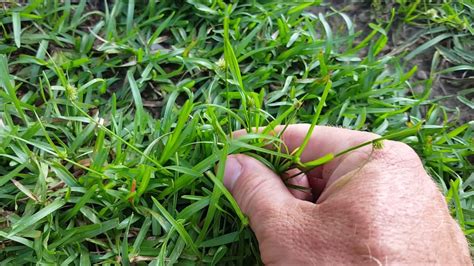 Weed Identification - Learn many common weeds in your lawn - YouTube