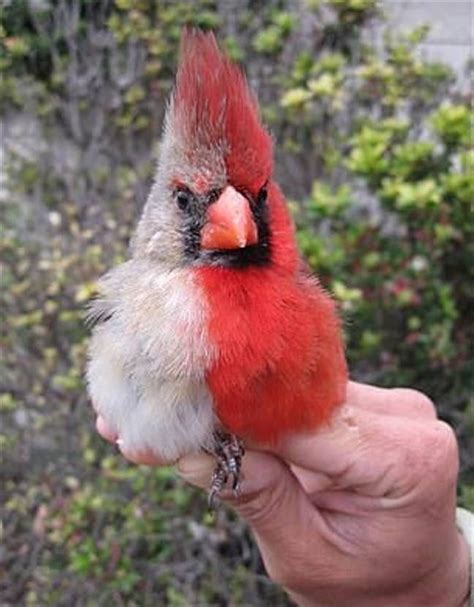 Bird With Genetic Abnormality Making It Appear Male On One Side And