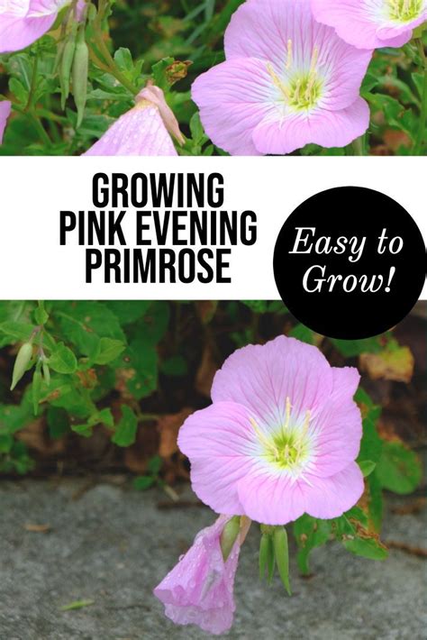 Growing Pink Evening Primrose This Lovely Pink Flower Is So Easy To