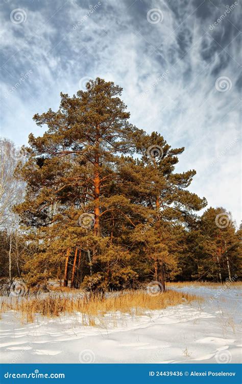 High Pine In A Forest Stock Photo Image Of Idyllic Winter 24439436