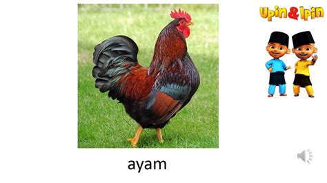 Download lagu mp3 & video: Belajar Mengaji Alif Ba Ta Sa - Ngaji Bareng