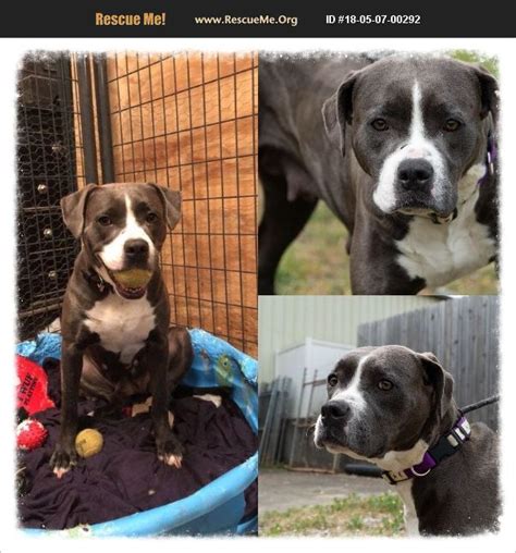 We are now a nonprofit 501(c)(3) tax exempt organization which means that your donations are tax deductible!! ADOPT 18050700292 ~ American Bulldog Rescue ~ Gainesville, GA