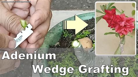 Easy Wedge Grafting Technique For Adeniums Desert Rose Youtube