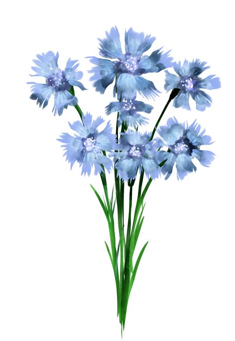 Free Wildblumen Aquarell Stil Png 10286864 Png With Transparent Background