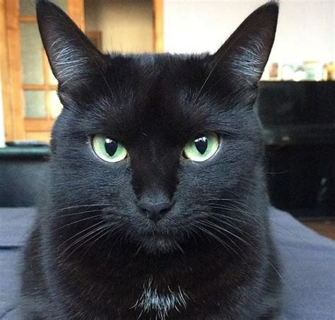 65 Names for Black Cats with Green Eyes
