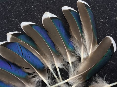 A Set Of 10 Beautiful Blue Mallard Duck Feathers For Art Craft Etsy